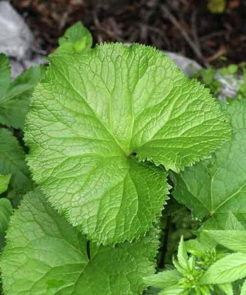 白菜的植物分类与特征剖析（白菜是否为单子叶植物）