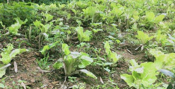 小白菜——一种什么根系的植物（探究小白菜的根系结构及特点）