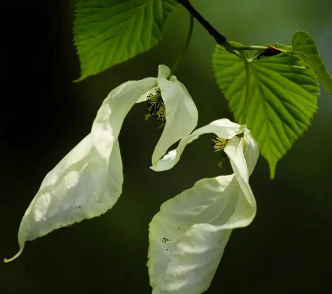 白菜是双子叶植物（探究白菜的分类与特征）