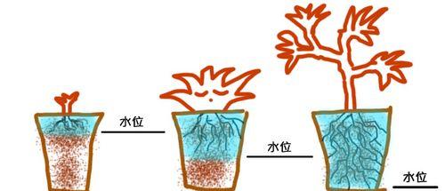 白菜如何浇水（掌握正确浇水方法）