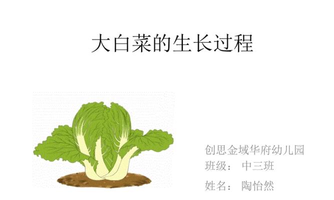 白菜种子发芽需要多长时间（探究白菜种子的发芽过程）