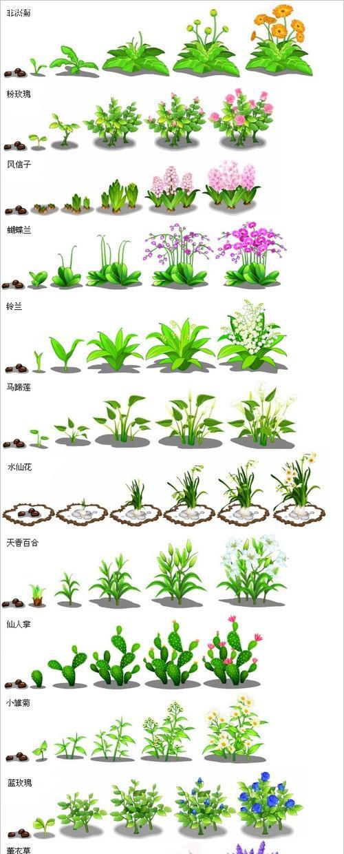 白菜种子发芽需要多长时间（探究白菜种子的发芽过程）