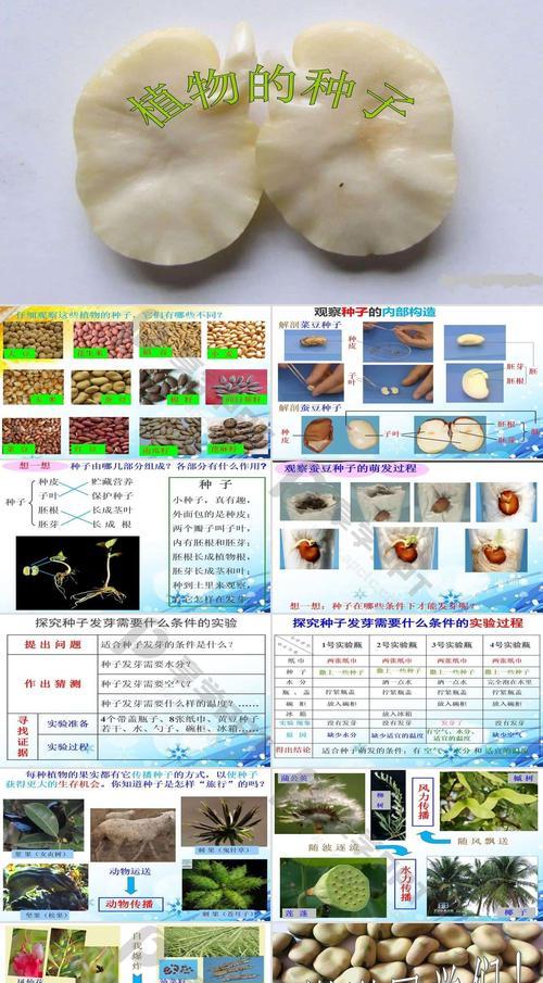 圆白菜种子的获取方法及种植技巧（从种植到收割）