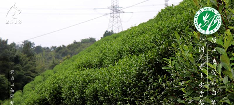 白茶原产地在福建，远古福建文明历久弥新（从白茶原产地福建看中华传统茶文化的发展）