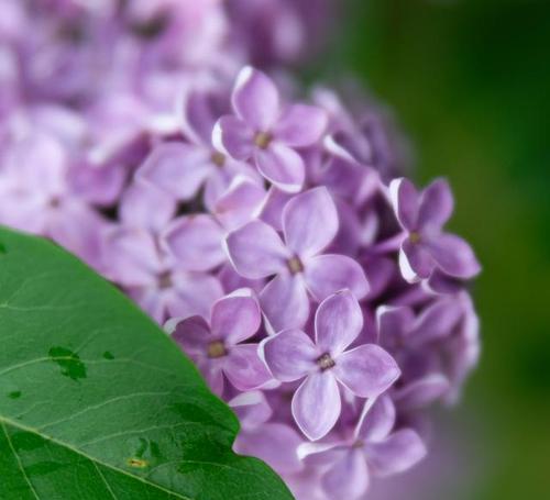 白丁香花开放的周期（探秘白丁香花一年开几次花）