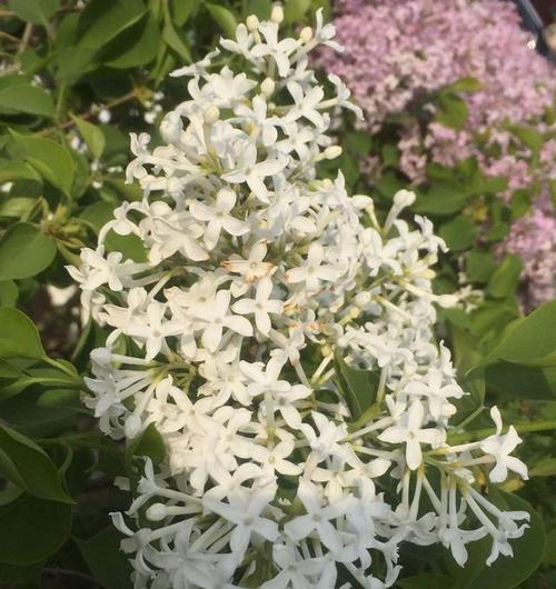 白丁香花开放的周期（探秘白丁香花一年开几次花）