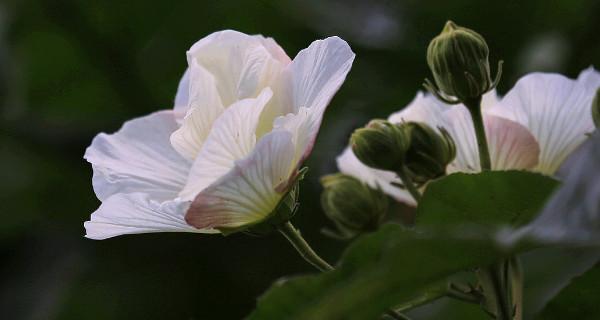 白芙蓉花的意义和象征——美丽的花朵背后的意义