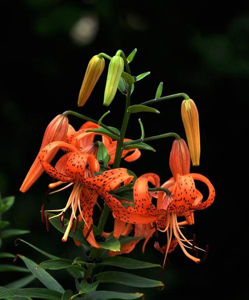 百合花的寓意与适合送礼的对象（传递美好祝福的花语与人群）