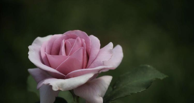 月季花的象征意义与花语（探索月季花的魅力与内涵）