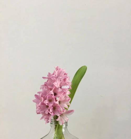 紫风信子花语（用花语倾诉情感）