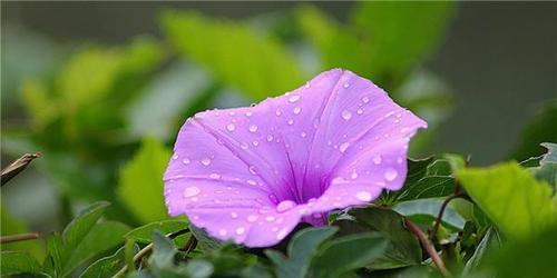 紫色野菊花花语（紫色野菊花的美丽与花语之谜）