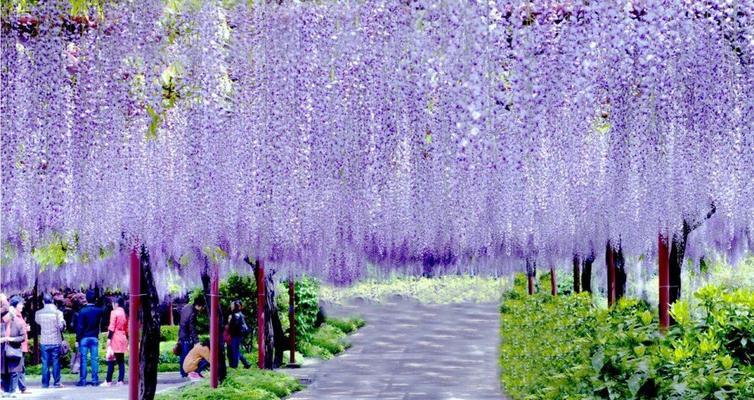 紫藤花的花语与寓意（传递爱与希望的紫藤花）