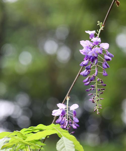 紫藤花的花语与寓意（传递爱与希望的紫藤花）