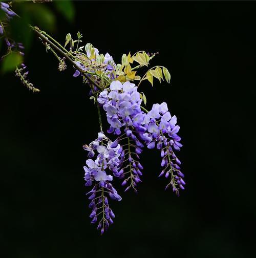 紫藤花的花语和香味（探寻紫藤花背后的花语之谜）