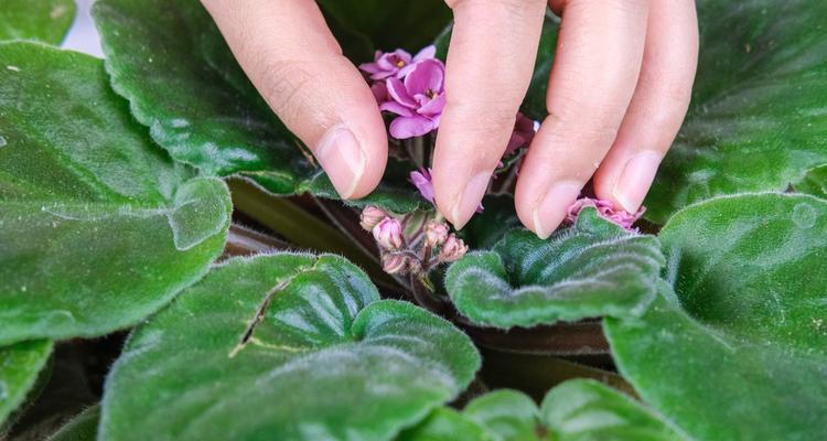 探寻堇花的花语及其特点（揭示堇花的意义与美丽）