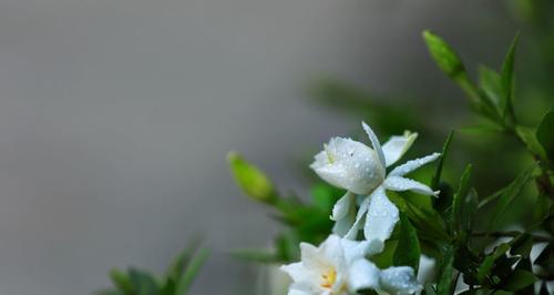 栀子花的花语与开花季节（栀子花的花语是什么）