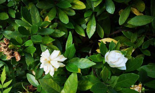 栀子花的花语与开花季节（栀子花的花语是什么）