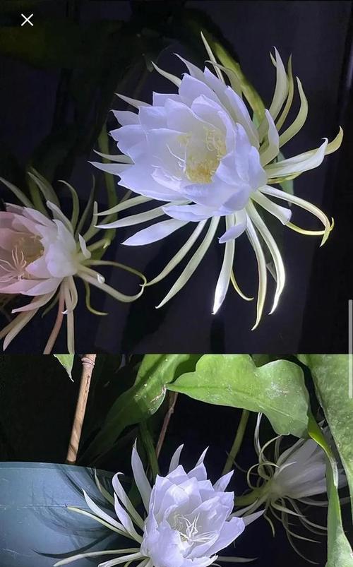 昙花的寓意与象征（昙花的意义和象征解读）