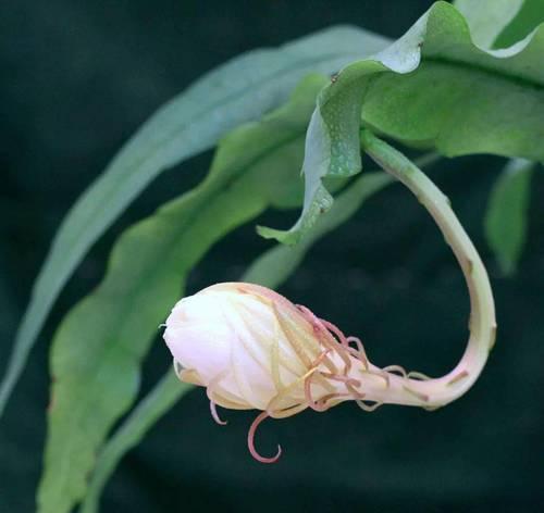 昙花开放，寓意生命之美（以昙花开花象征为主题的文章）