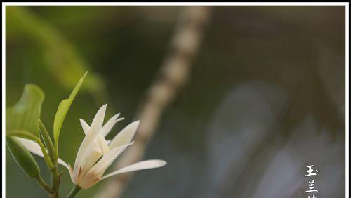 白兰花的寓意与花语（探索白兰花的美丽意义）