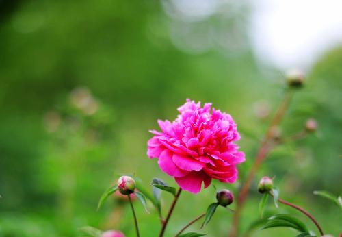 白芍花（探秘白芍花的花语与传说）