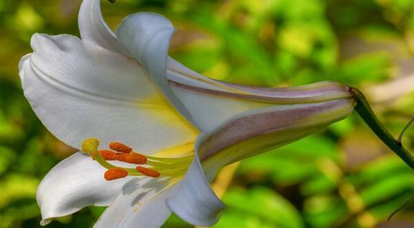 百合花（以花为言）