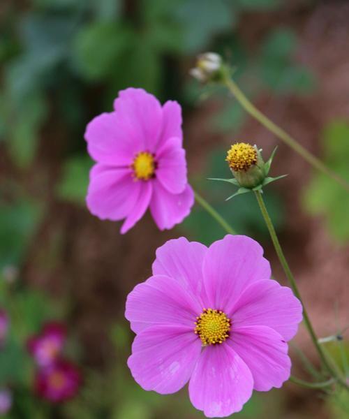 格桑花的爱情花语（探寻格桑花作为爱情象征的内涵与意义）