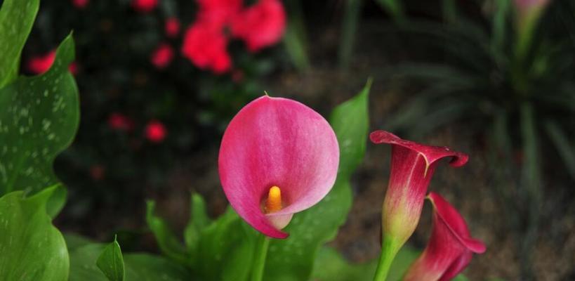 马蹄莲（探寻马蹄莲花的花语和寓意）