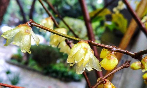 解读腊梅花语的意义与传承（揭秘腊梅花语的神秘面纱）