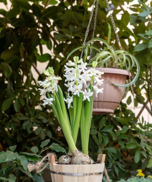 蓝紫色风信子花语（探寻蓝紫色风信子的花语之美）