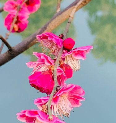 寓意美好的兰花与冬梅（兰花与竹子的意象与冬梅的情感）