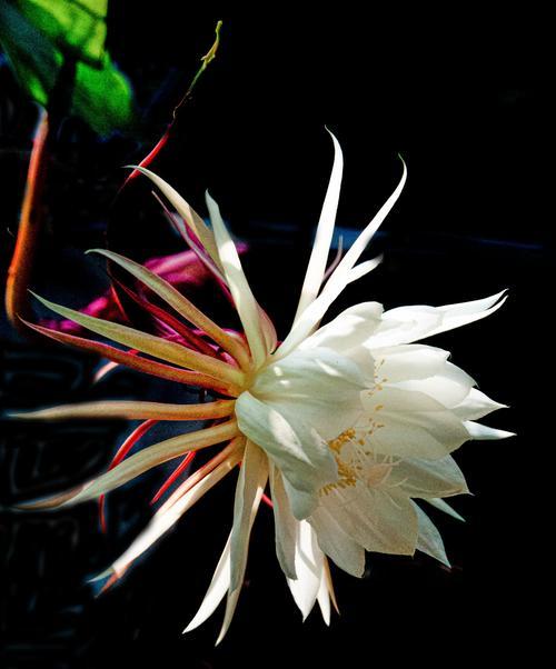 迷迭香、蒲公英、昙花的花语解读（探寻三种花卉的寓意与象征）