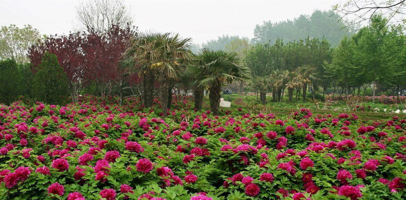 牡丹花的花语之美丽与寓意（探寻牡丹花的花语）