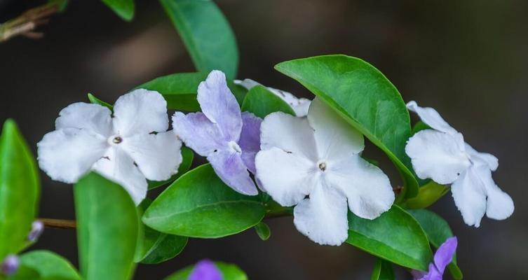 花开花落，花语传情（解读茉莉花栀子花和风信子花的花语）