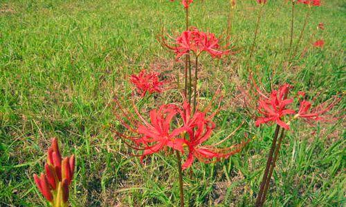 花开花落，死生无常（以花象征死亡的寓意与内涵探析）