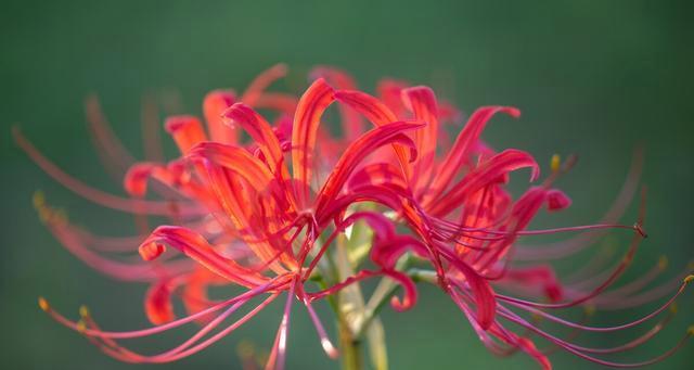 花开花落，死生无常（以花象征死亡的寓意与内涵探析）