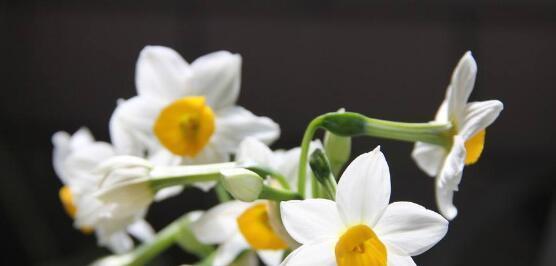 水仙花之美——探究不同颜色水仙花的象征意义（用色彩解读水仙花的情感寓意）