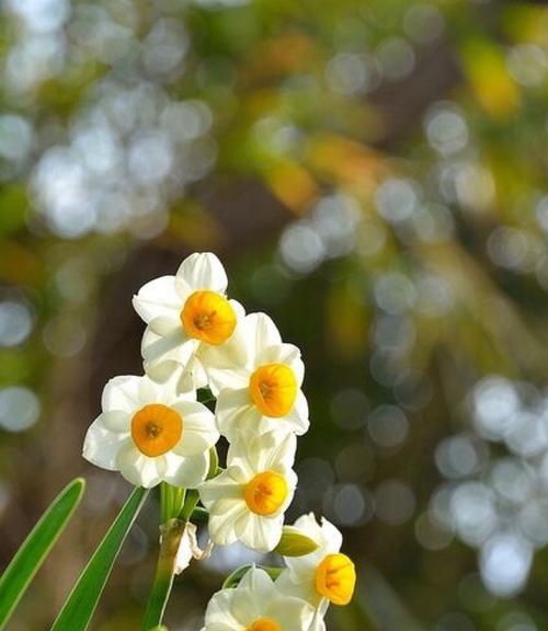 水仙花（探索水仙花的特点）