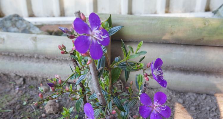 探寻巴西野牡丹的花语（解读巴西野牡丹的深层含义和象征意义）