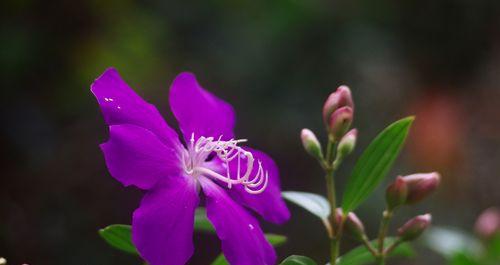 探寻巴西野牡丹的花语（解读巴西野牡丹的深层含义和象征意义）