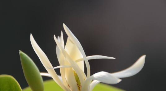 白兰花之美（探秘白兰花的神秘花语及其象征）