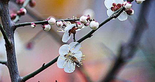 白梅花语（探寻白梅花语中的吉祥寓意与美好愿望）