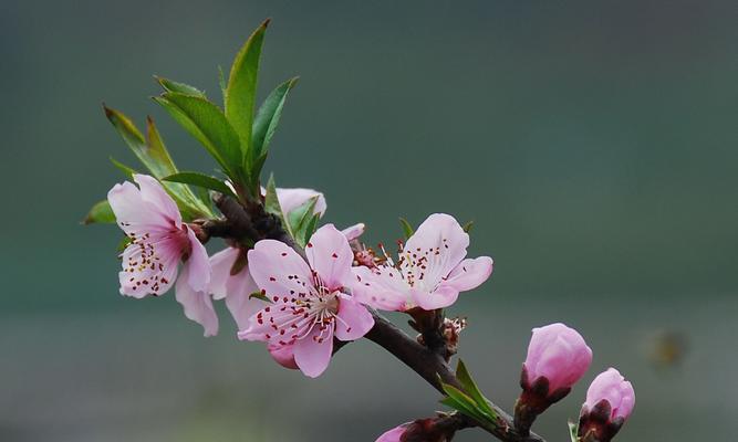 白色桃花的花语——美丽与纯洁（白色桃花的花语深意及传承）