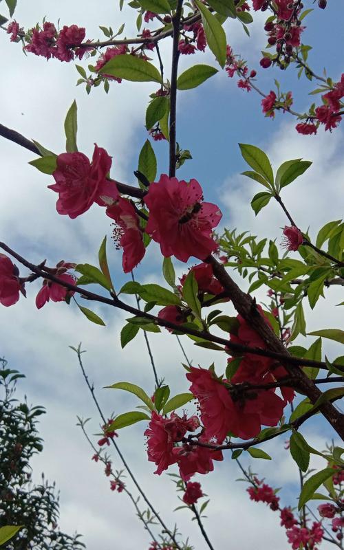 白色桃花的花语——美丽与纯洁（白色桃花的花语深意及传承）