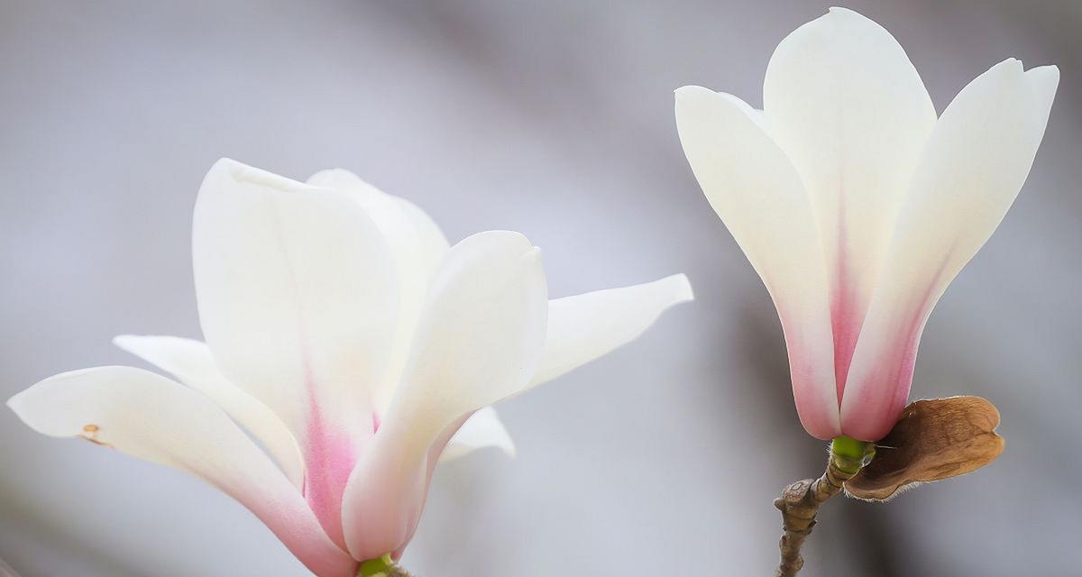 白色玉兰花花语（白色玉兰花的花语及其传达的含义）