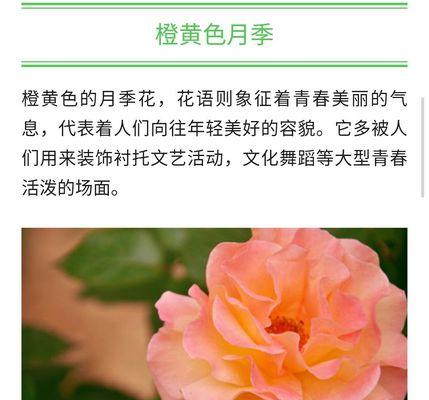 白色月季的花语（探索白色月季花朵的意义与魅力）