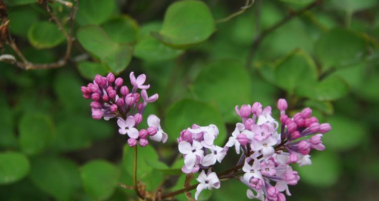 白色紫丁香花语的深意与神秘（揭开白色紫丁香背后的秘密）