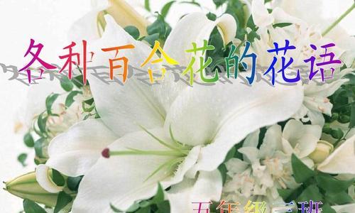 百合花的传说与花语——传承千年的纯洁与爱情（揭秘百合花的神秘身世）