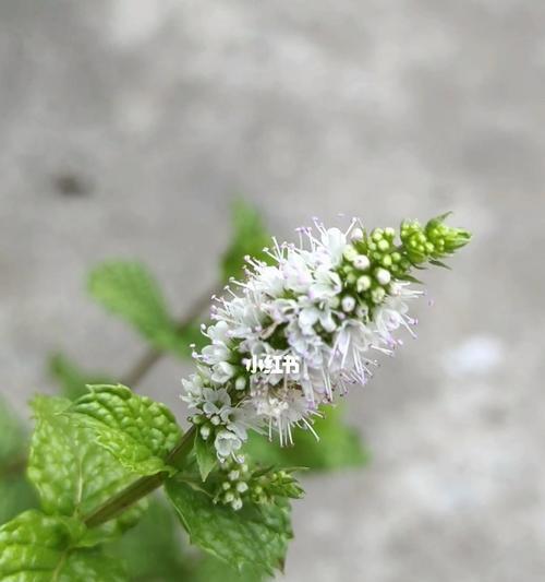 薄荷花的花语与魅力（解读薄荷花的花语）