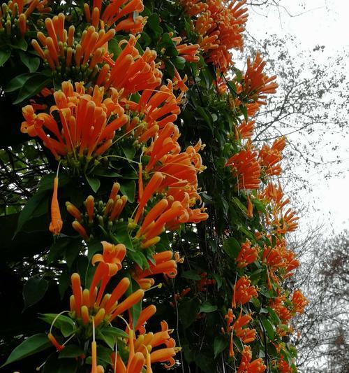 北京夏菊花语（盛夏璀璨）